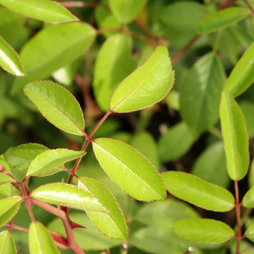 Rosa polyantha Plaisanterie (Fogliame)