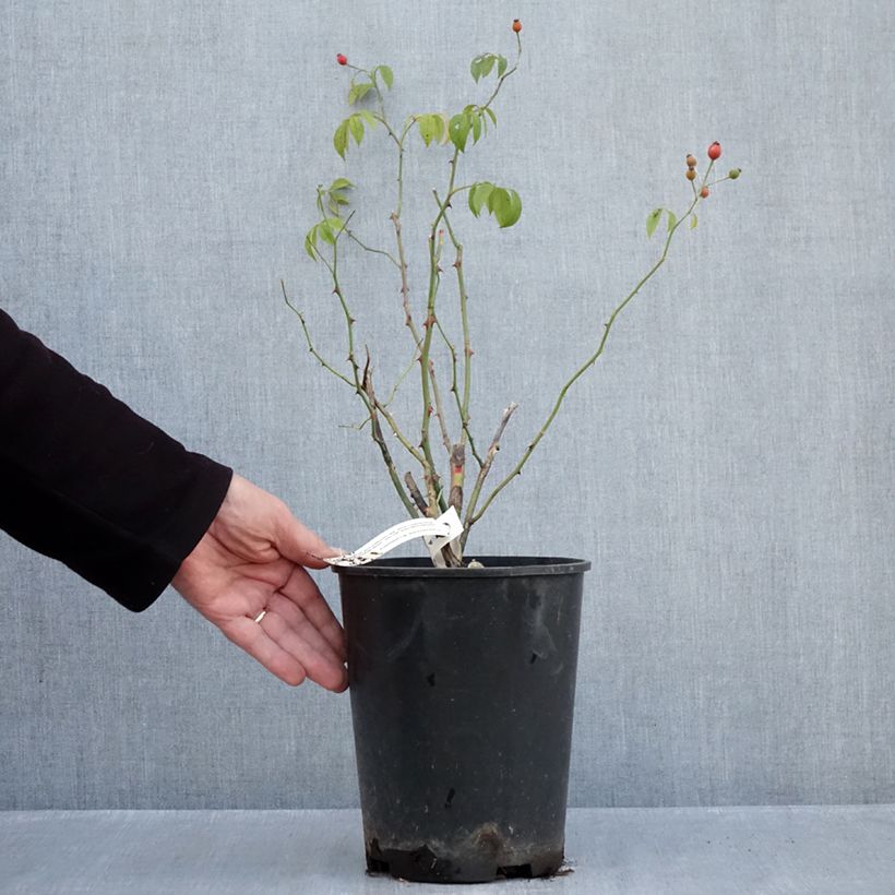 Esemplare di Rosa polyantha Plaisanterie Vaso da 4L/5L come consegnato in autunno