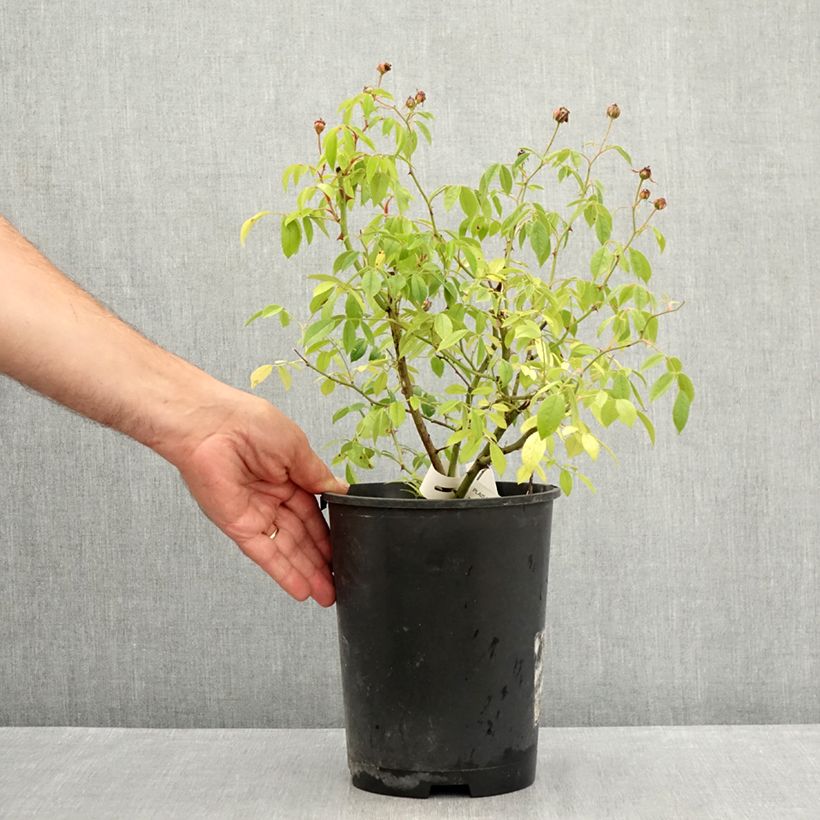 Esemplare di Rosa polyantha Plaisanterie Vaso da 4L/5L consegnato in estate