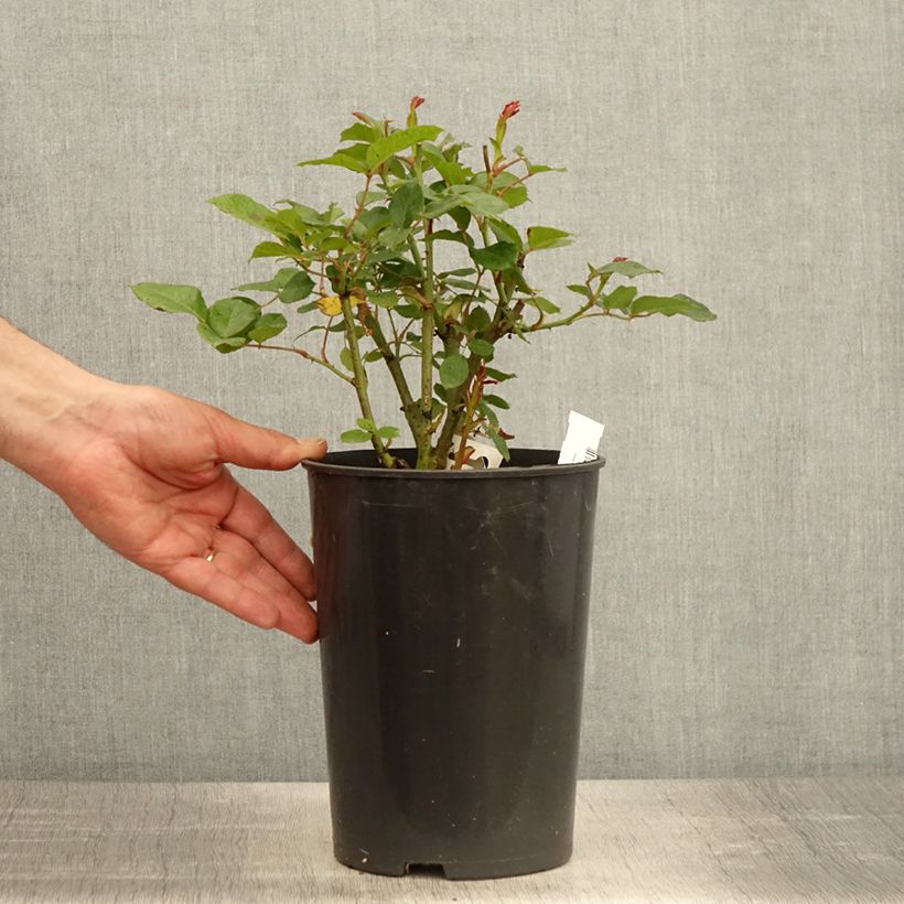 Rosa Prins Alexander Vaso da 4L/5L esemplare consegnato in primavera