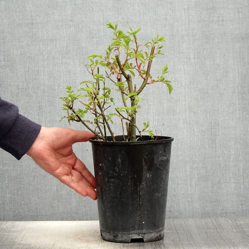 Rosa moscata Puccini Vaso da 4L/5L esemplare consegnato in primavera