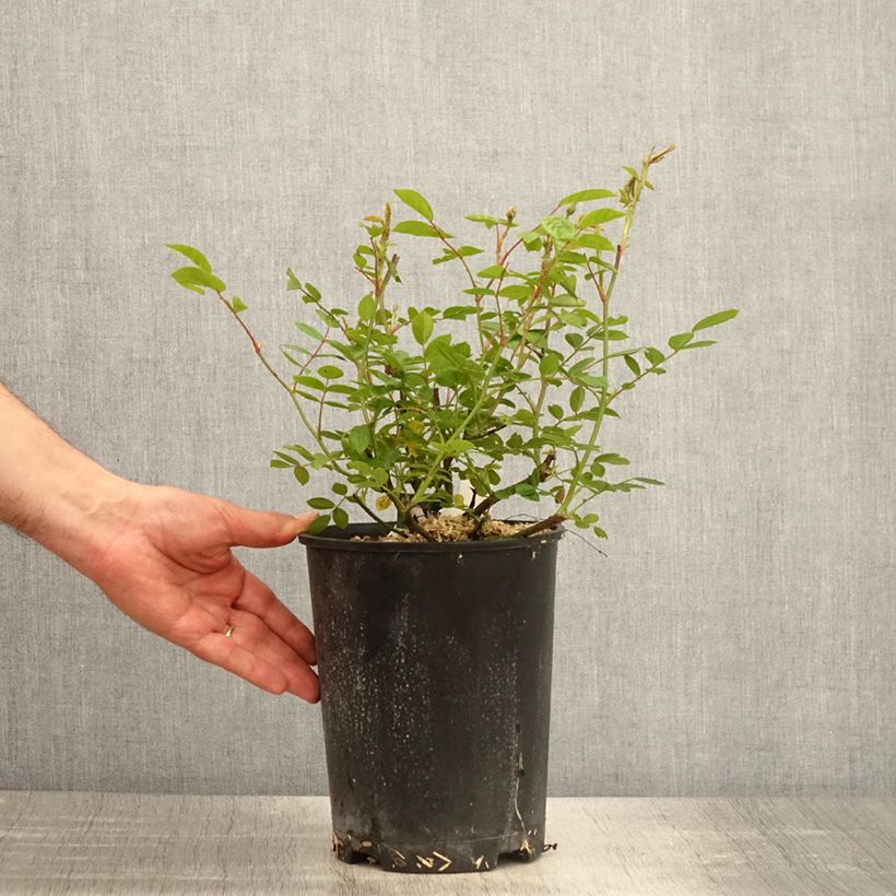 Rosa moscata Queen of the Musks Vaso da 4L/5L esemplare consegnato in primavera