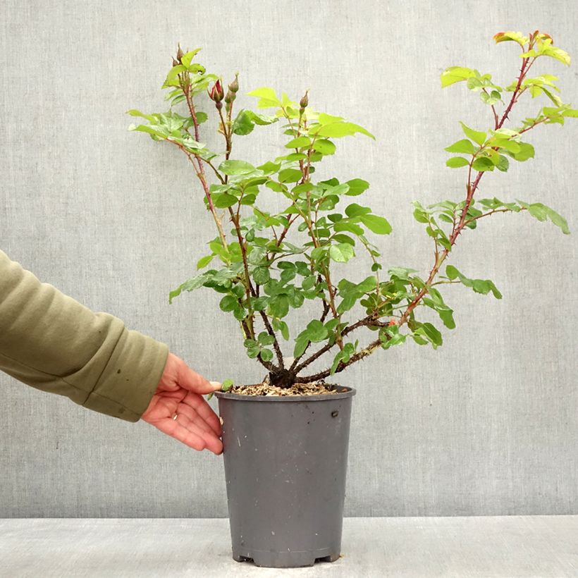 Rosa rugosa Robusta Korgosa Vaso da 4L/5L esemplare consegnato in primavera
