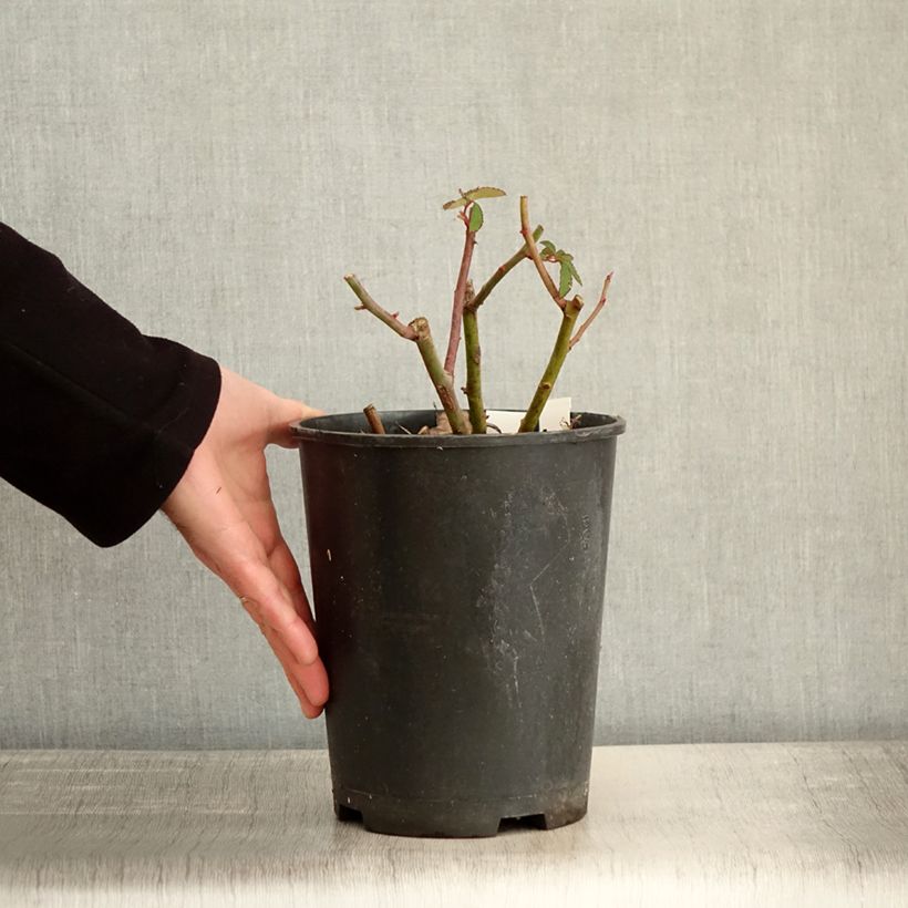 Rosa moscata Rosalita Vaso da 4L/5L esemplare consegnato in inverno