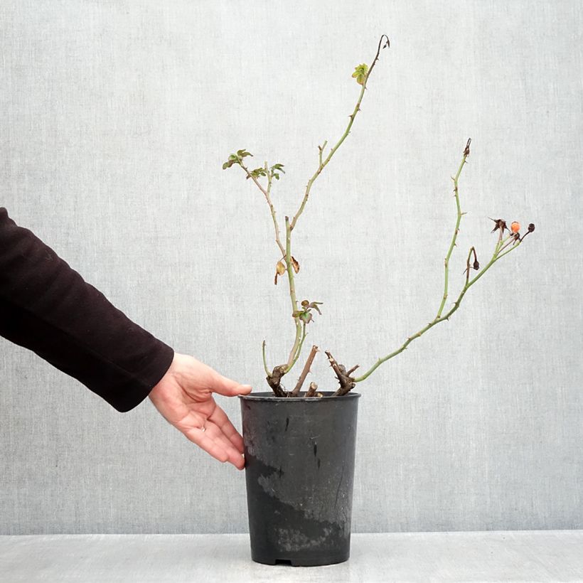 Esemplare di Rosa polyantha Rosenstadt Freising Vaso da 4L/5L come consegnato in autunno