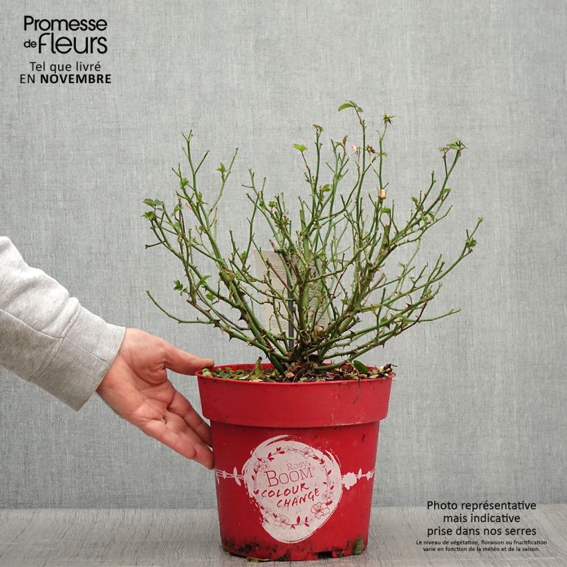 Esemplare di Rosa polyantha Rosy Boom Colour Change Vaso da 6L/7L come consegnato in autunno