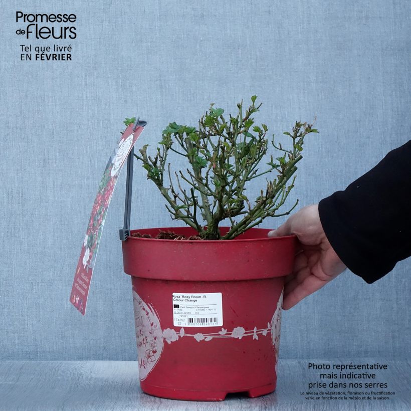 Rosa polyantha Rosy Boom Colour Change Vaso da 6L/7L esemplare consegnato in inverno