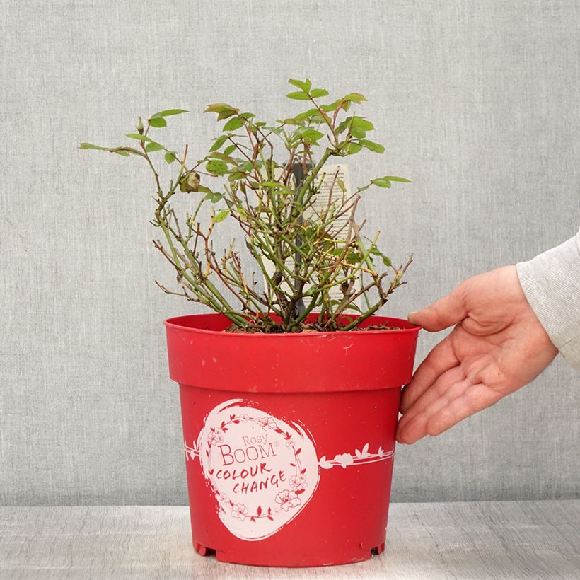 Rosa polyantha Rosy Boom Colour Change Vaso da 6L/7L esemplare consegnato in primavera