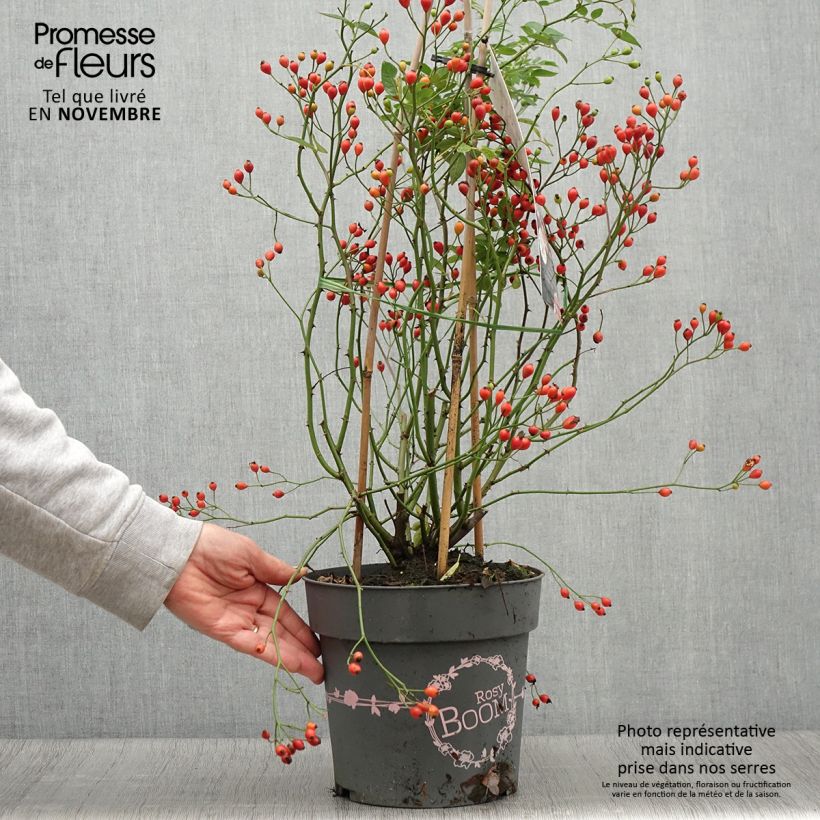 Esemplare di Rosa polyantha Rosy Boom Dynamic Hip Hop Vaso da 6L/7L come consegnato in autunno
