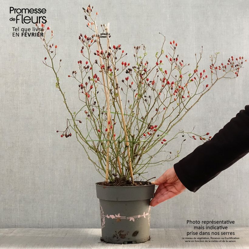 Rosa polyantha Rosy Boom Dynamic Hip Hop Vaso da 6L/7L esemplare consegnato in inverno