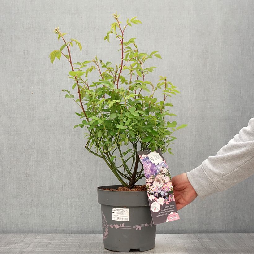 Rosa polyantha Rosy Boom Dynamic Hip Hop Vaso da 6L/7L esemplare consegnato in primavera