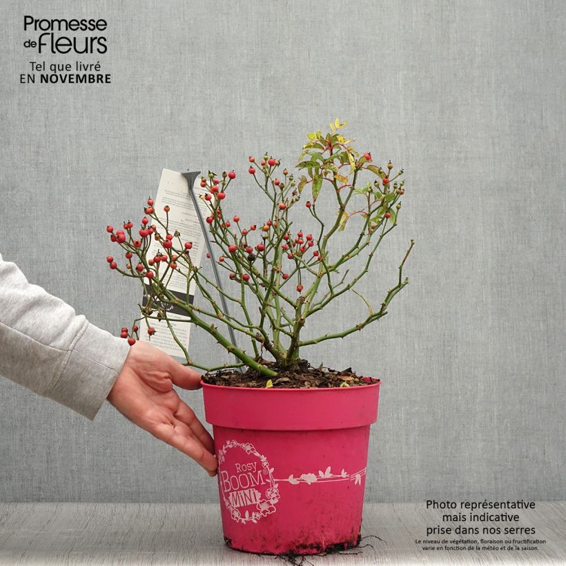 Esemplare di Rosa polyantha Rosy Boom Mini Vaso da 6L/7L come consegnato in autunno