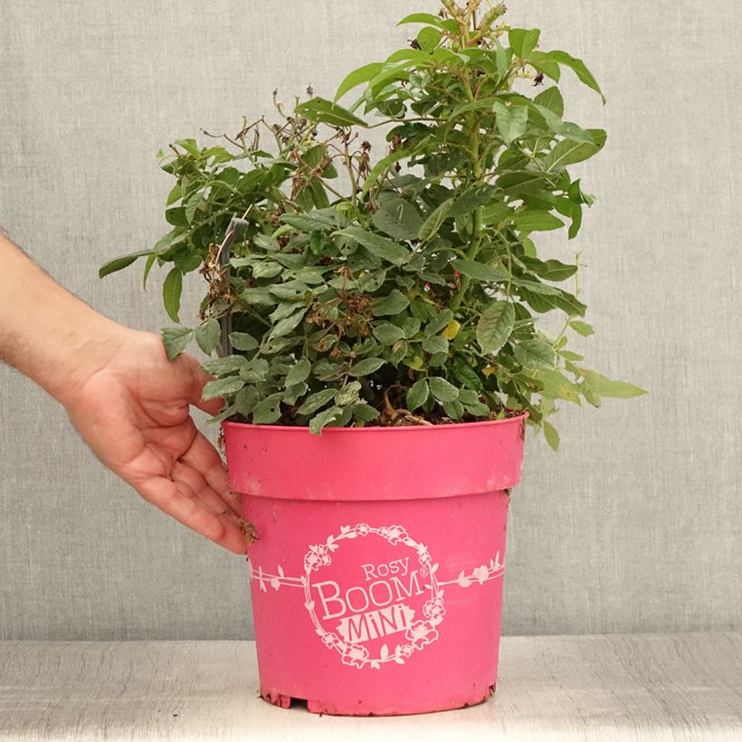 Esemplare di Rosa polyantha Rosy Boom Mini Vaso da 6L/7L consegnato in estate