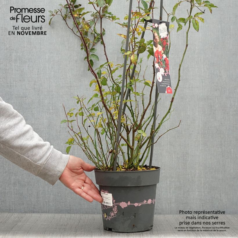 Esemplare di Rosa polyantha Rosy Boom rouge La Belle Rouge Vaso da 6L/7L come consegnato in autunno