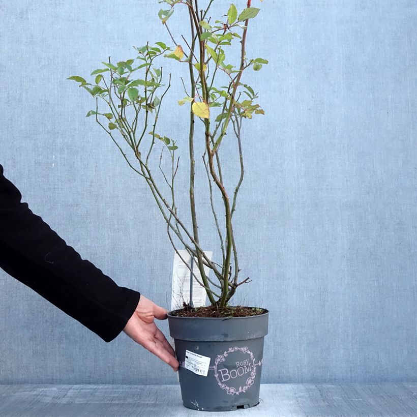 Rosa polyantha Rosy Boom rouge La Belle Rouge Vaso da 6L/7L esemplare consegnato in inverno