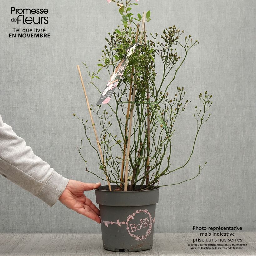 Esemplare di Rosa polyantha Rosy Boom Wildlife Vaso da 6L/7L come consegnato in autunno