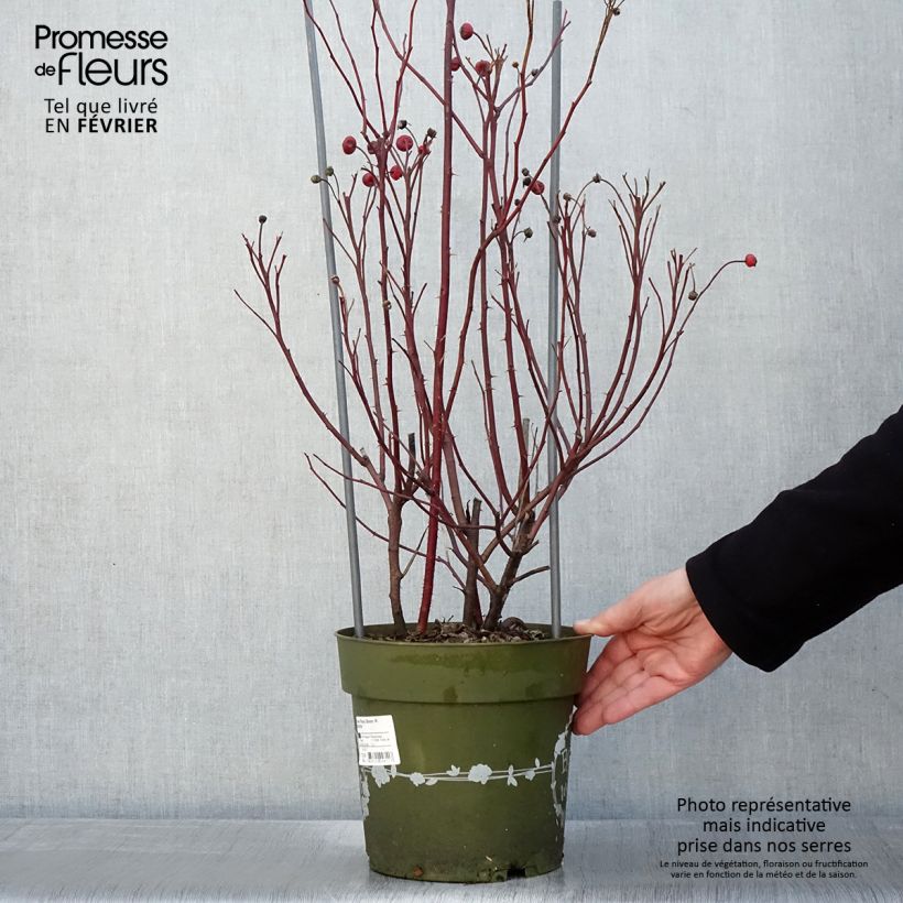 Rosa polyantha Rosy Boom Wildlife Vaso da 6L/7L esemplare consegnato in inverno