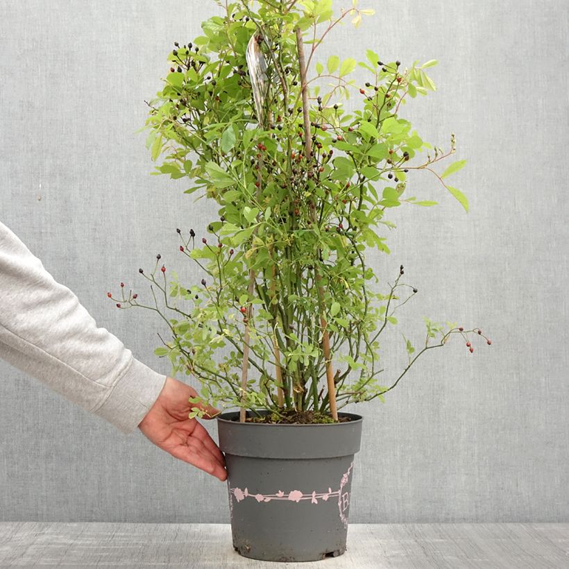 Rosa polyantha Rosy Boom Wildlife Vaso da 6L/7L esemplare consegnato in primavera