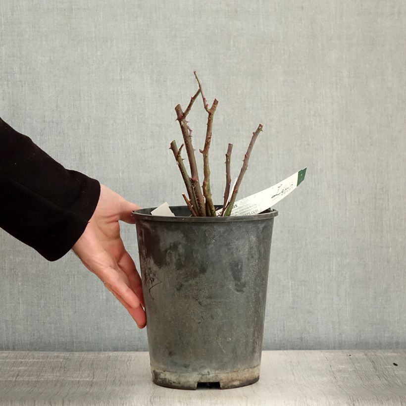 Rosa moscata Rosy Purple Vaso da 4L/5L esemplare consegnato in inverno