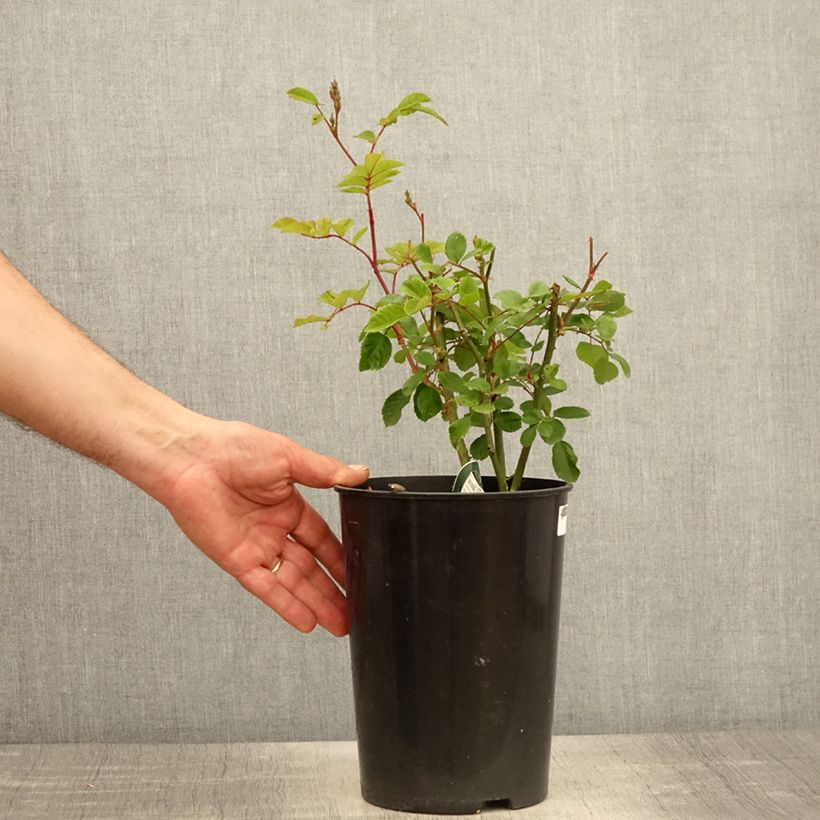 Rosa moscata Rosy Purple Vaso da 4L/5L esemplare consegnato in primavera