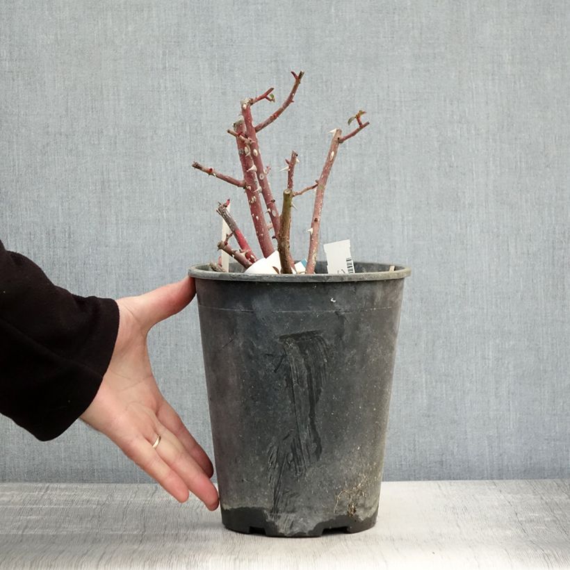 Esemplare di Rosa polyantha Rush lenmobri Vaso da 4L/5L come consegnato in autunno
