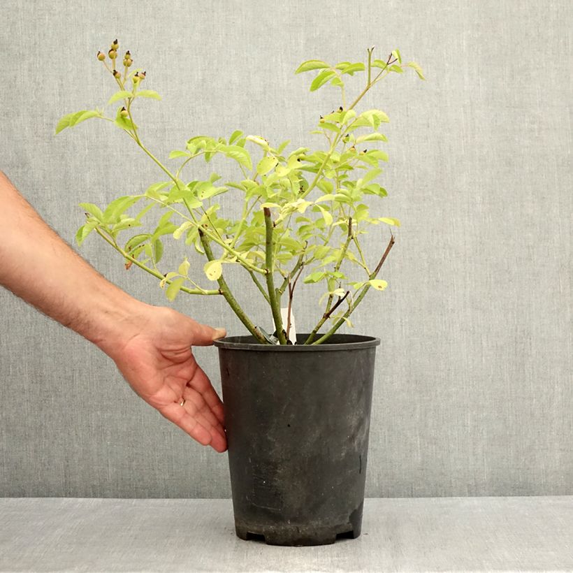 Esemplare di Rosa moscata Schubert Vaso da 4L/5L consegnato in estate
