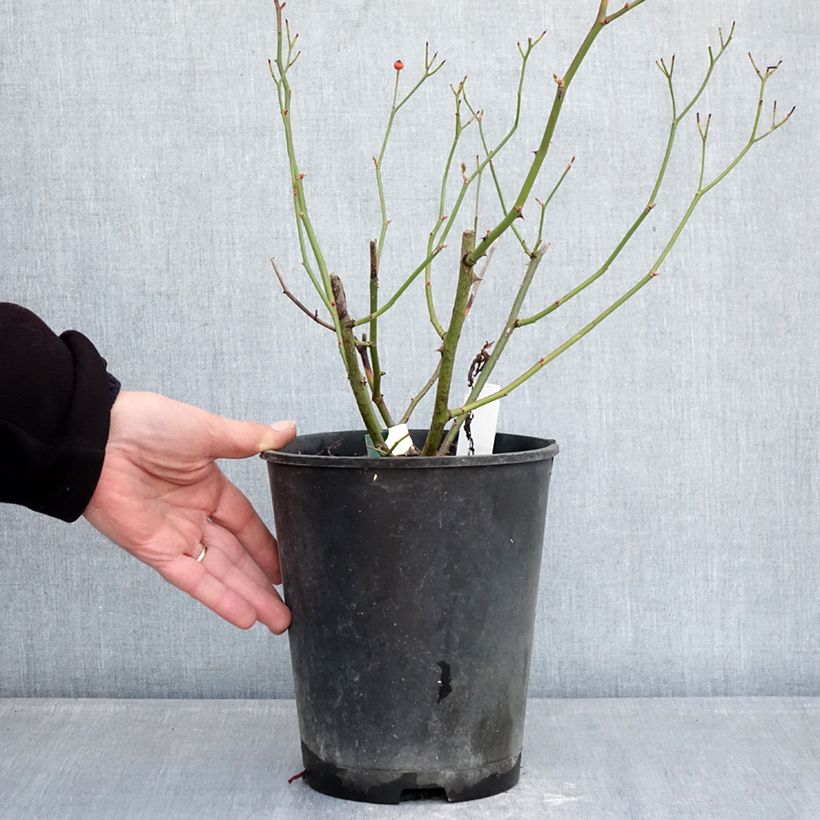 Rosa moscata Schubert Vaso da 4L/5L esemplare consegnato in inverno