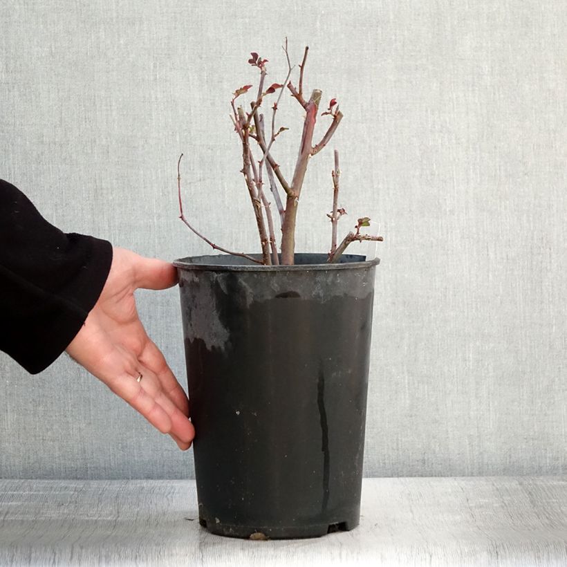 Rosa moscata Sibelius Vaso da 4L/5L esemplare consegnato in inverno