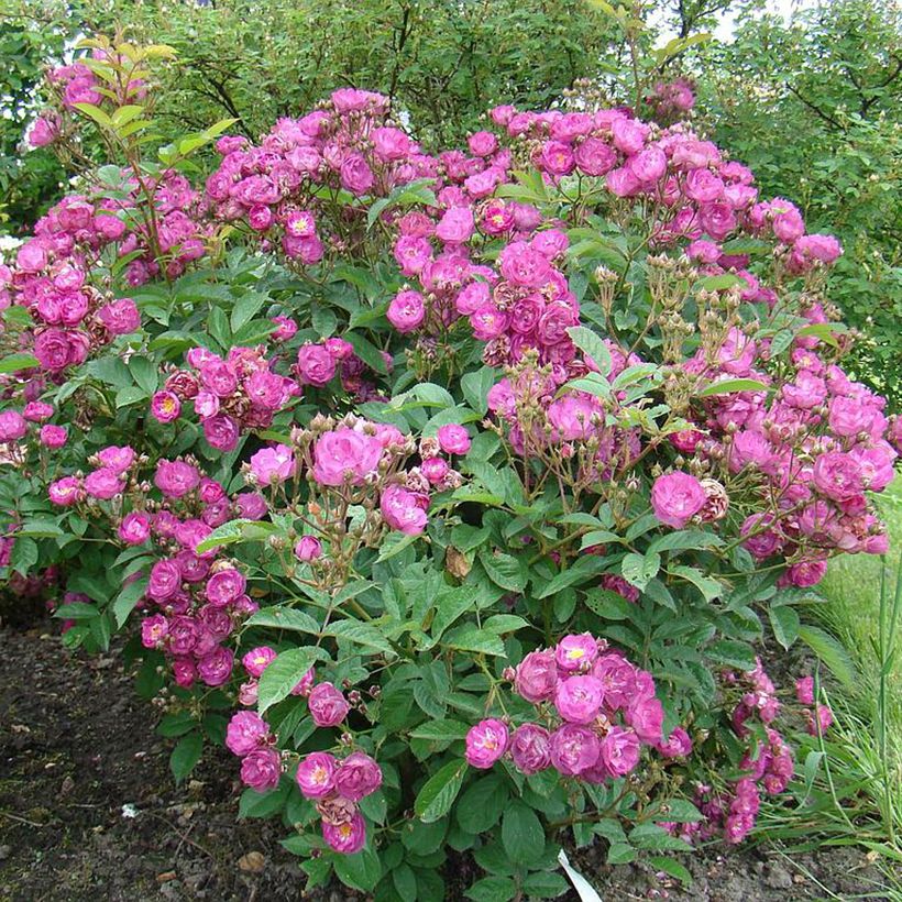 Rosa moscata Sibelius (Porto)
