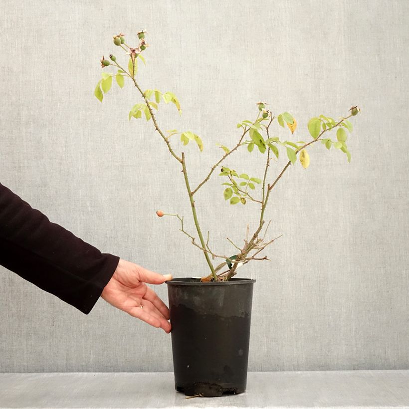 Esemplare di Rosa Smarty Vaso da 4L/5L come consegnato in autunno