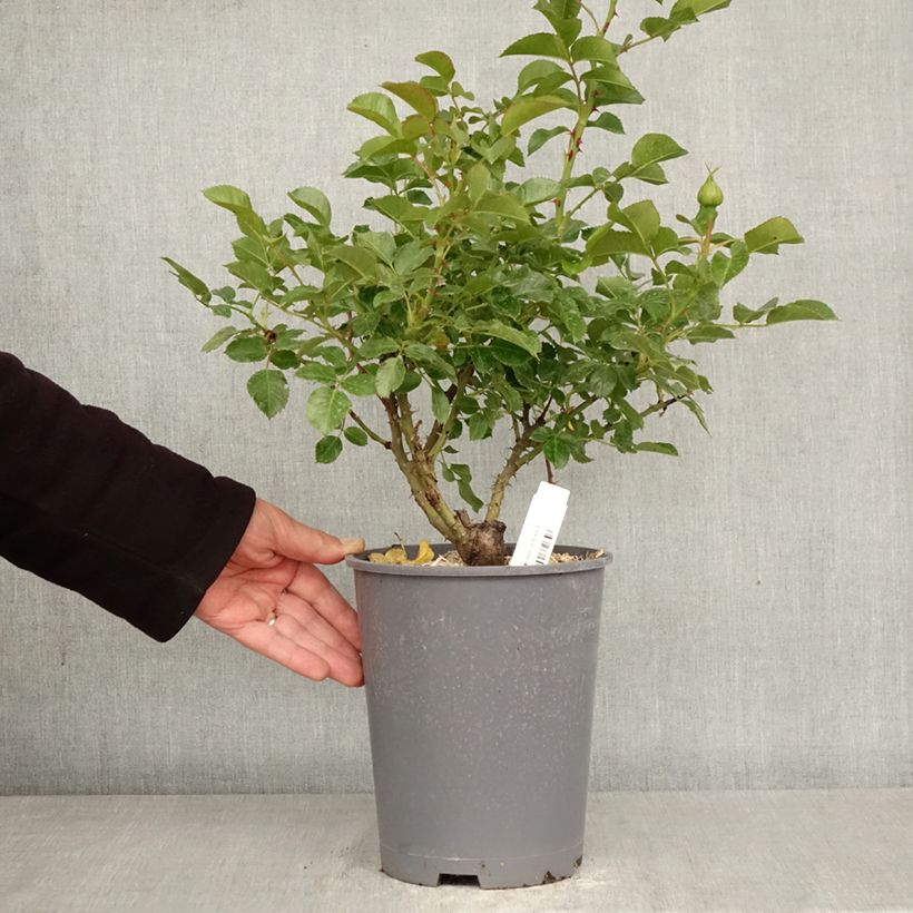 Rosa polyantha Soul Vaso da 4L/5L esemplare consegnato in primavera
