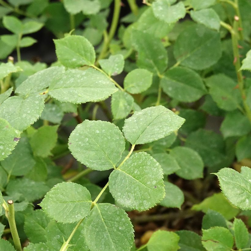 Rosa polyantha Soul (Fogliame)
