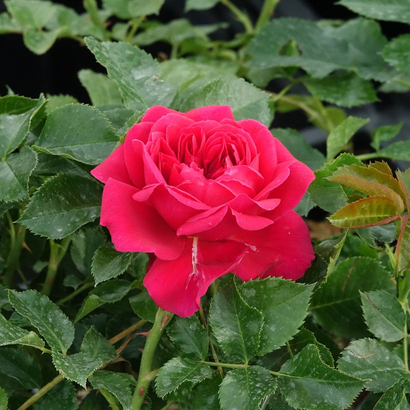 Rosa polyantha Soul (Fioritura)
