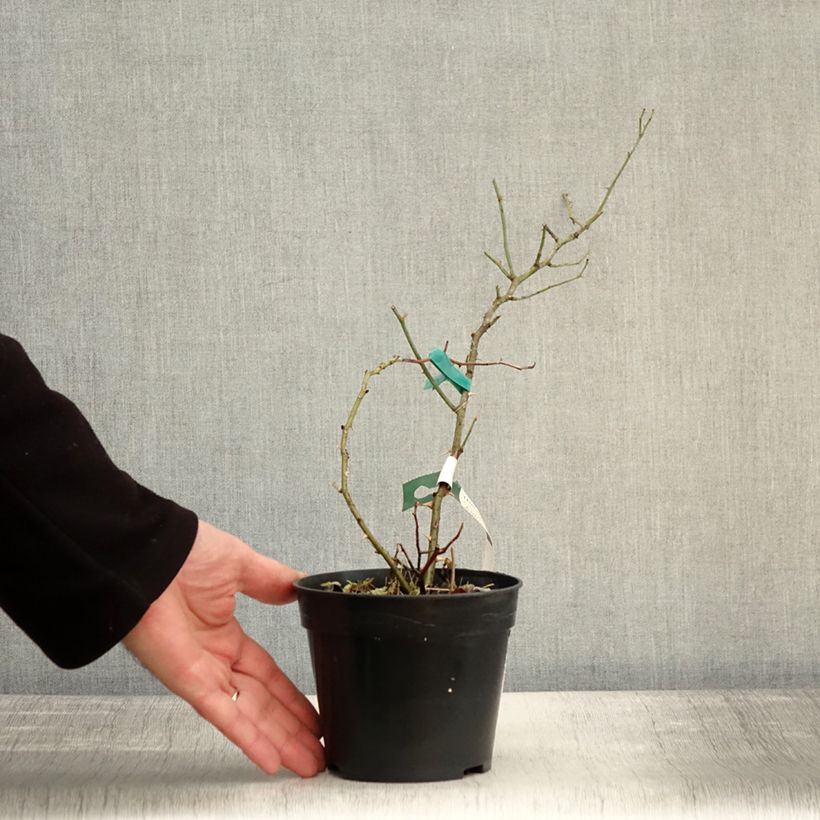 Rosa moscata Twins Vaso da 1L/1,5L esemplare consegnato in inverno