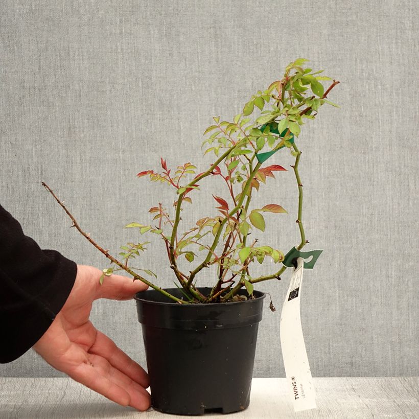 Rosa moscata Twins Vaso da 1L/1,5L esemplare consegnato in primavera
