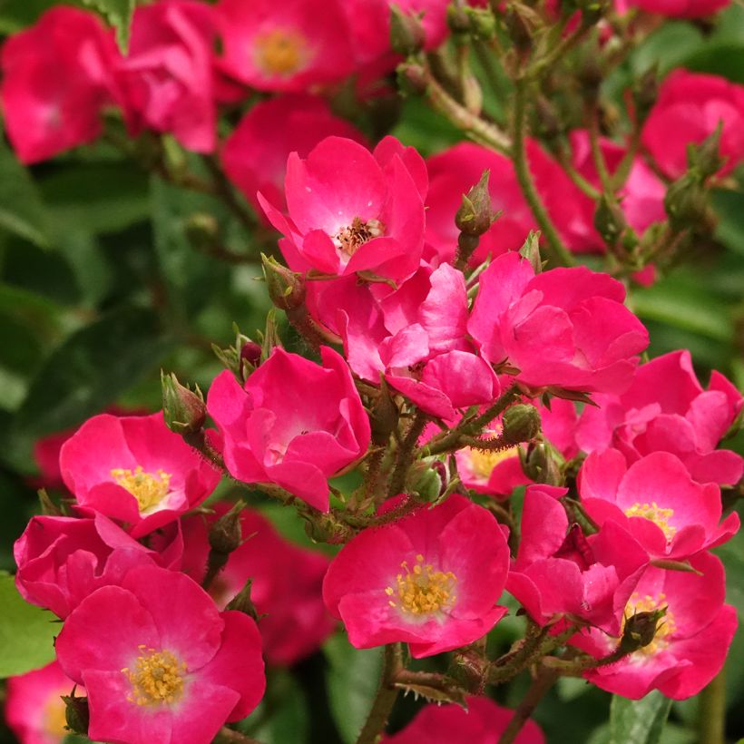 Rosa moscata Vif Eclat (Fioritura)