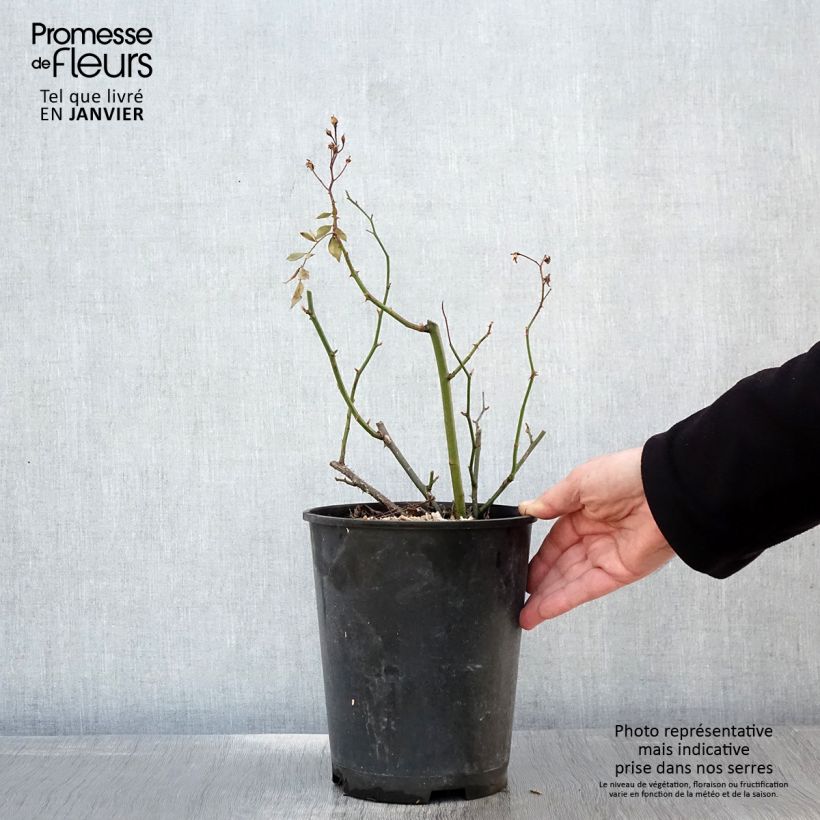 Rosa moscata Vif Eclat Vaso da 4L/5L esemplare consegnato in inverno