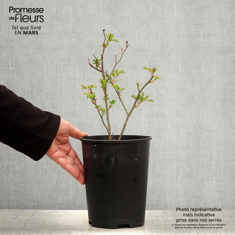 Rosa moscata Vif Eclat Vaso da 4L/5L esemplare consegnato in primavera