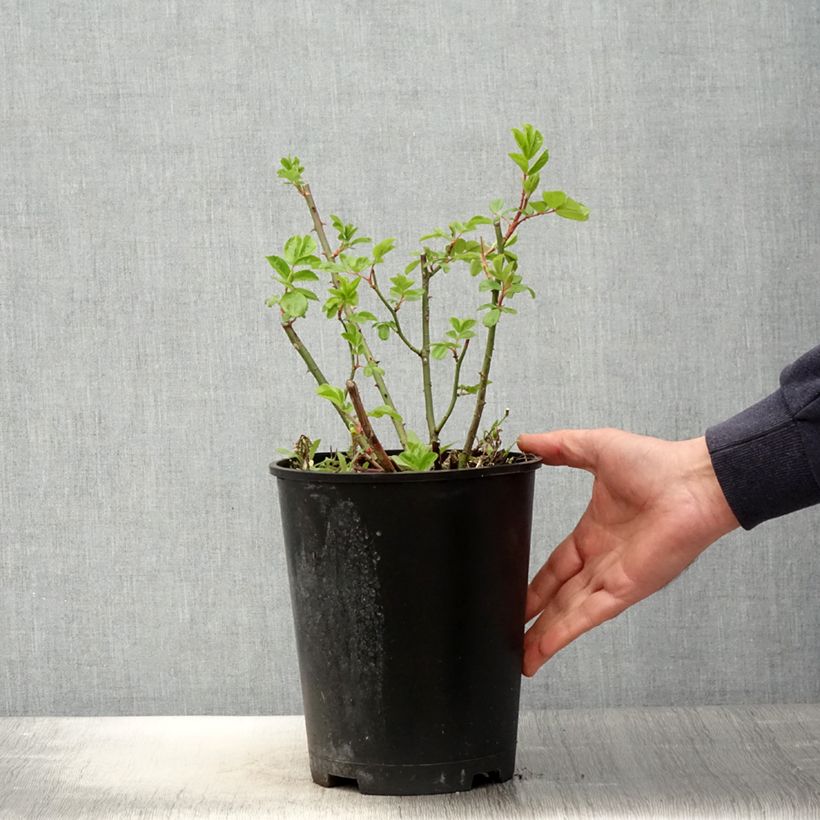 Rosa moscata Waterloo Vaso da 4L/5L esemplare consegnato in primavera