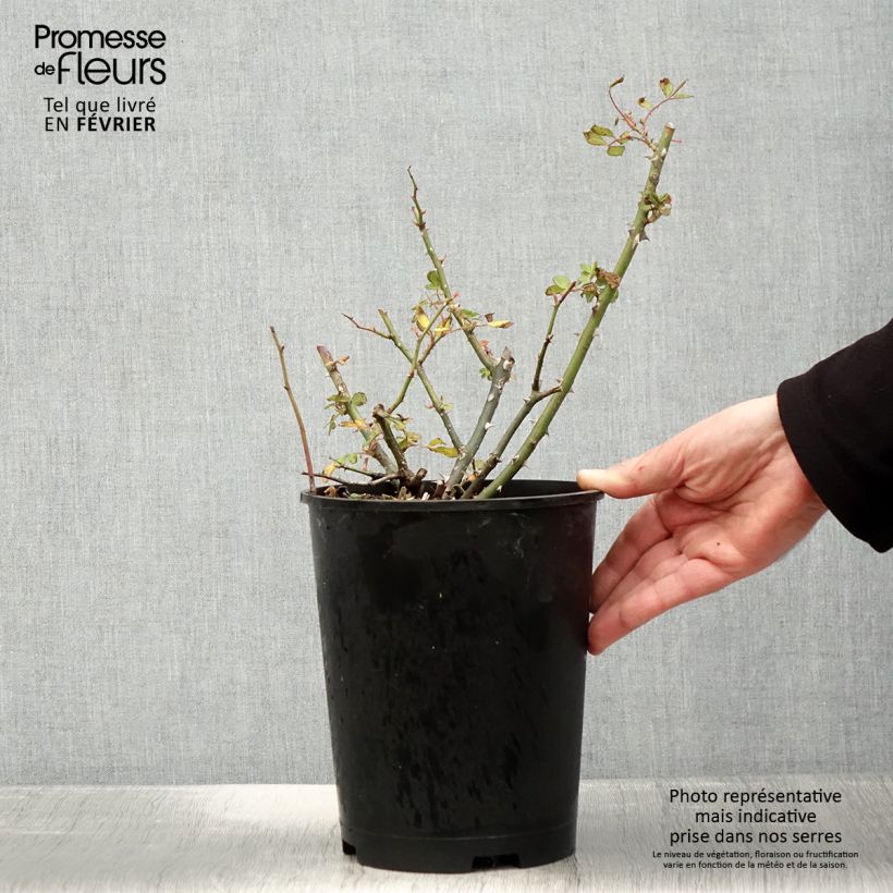 Rosa moscata White Magic Vaso da 4L/5L esemplare consegnato in inverno