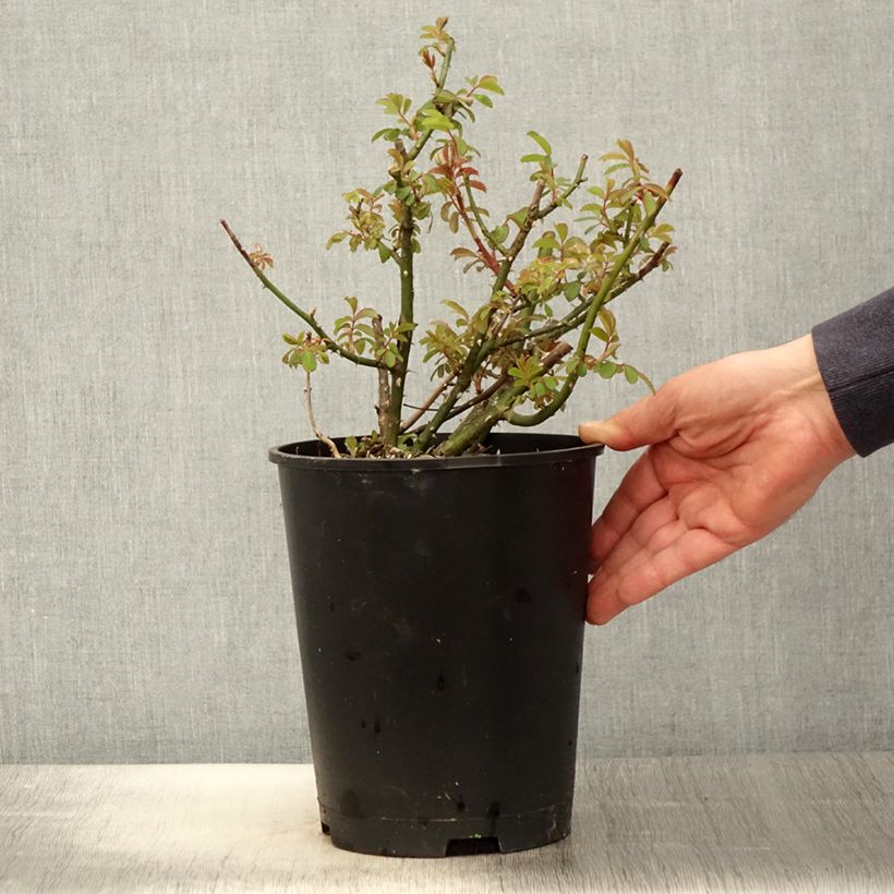 Rosa moscata White Magic Vaso da 4L/5L esemplare consegnato in primavera