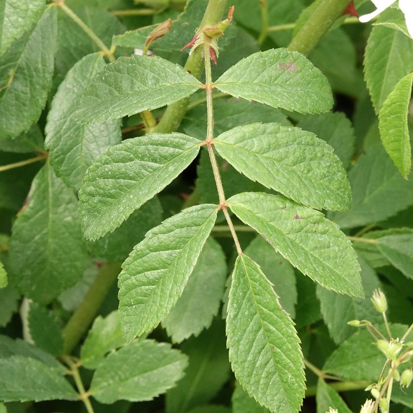 Rosa moscata White Magic (Fogliame)