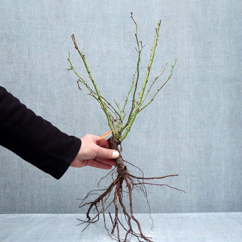 Rosa Yann Arthus-Bertrand Piante piccole a radice nuda esemplare consegnato in inverno