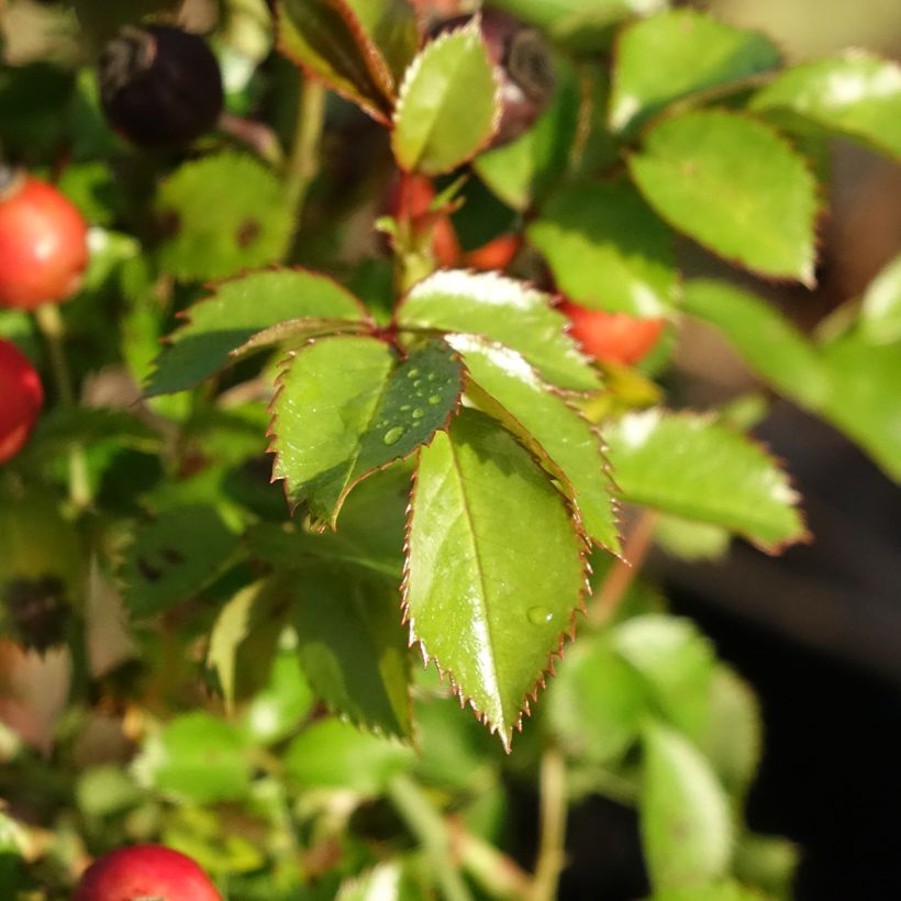 Rosa Bee Gold (Fogliame)