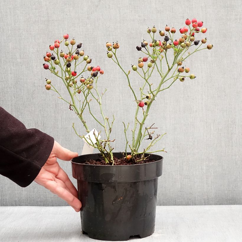 Rosa Bee Gold Vaso da 3L/4L esemplare consegnato in inverno