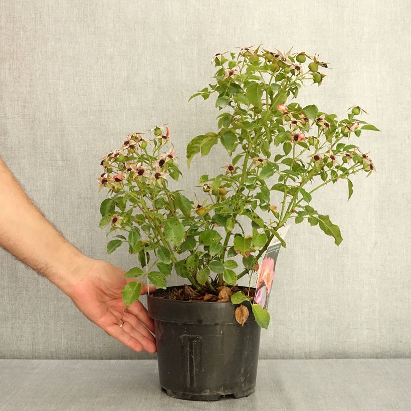 Esemplare di Rosa Bee Proud Vaso da 3L/4L consegnato in estate