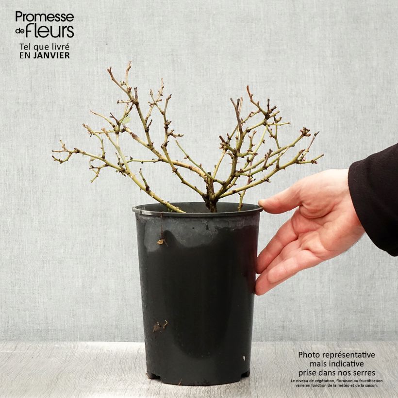 Rosa polyantha Bee's Paradise Light Red Vaso da 3L/4L esemplare consegnato in inverno