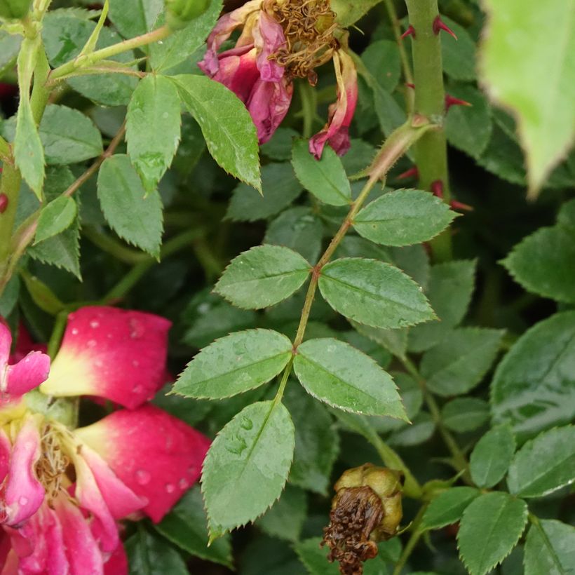 Rosa polyantha Bee's Paradise Light Red (Fogliame)