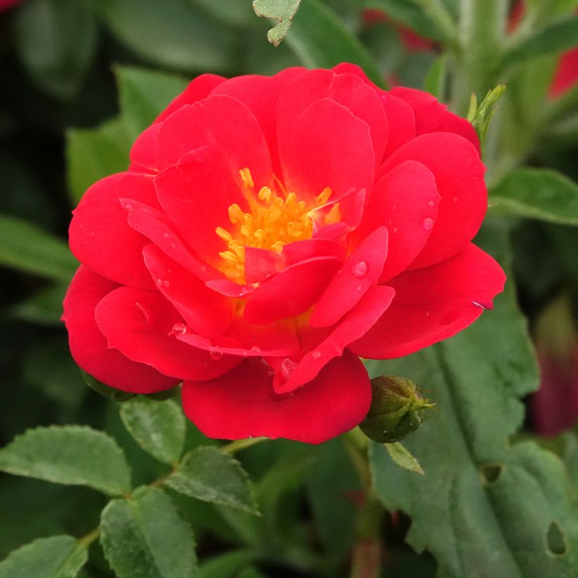 Rosa polyantha Bee's Paradise Light Red (Fioritura)