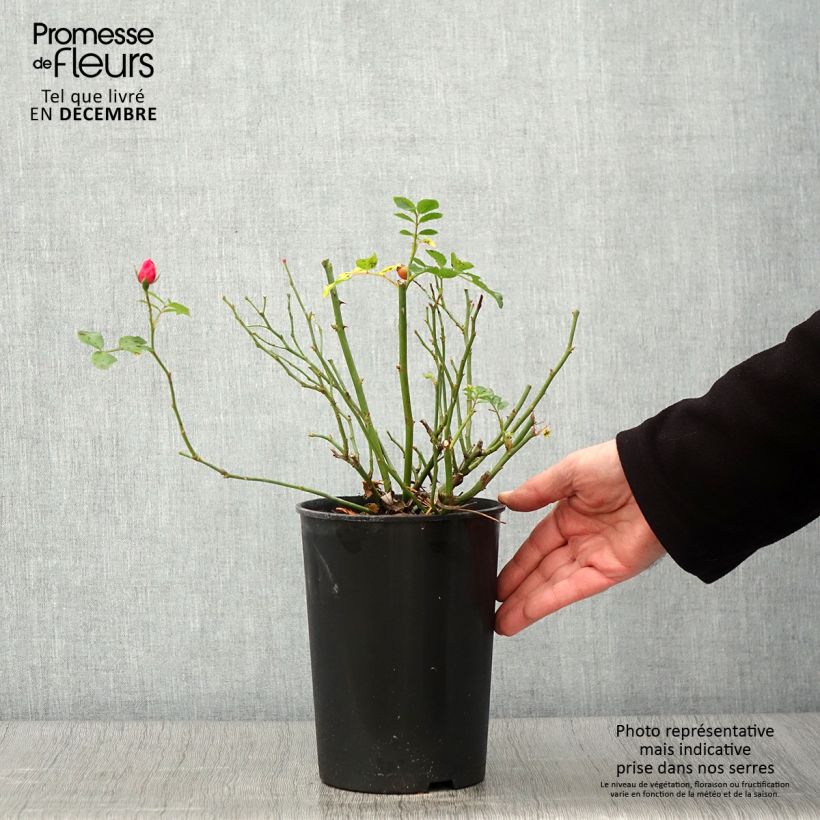 Esemplare di Rosa polyantha Bees Paradise Pink Vaso da 3L/4L come consegnato in autunno